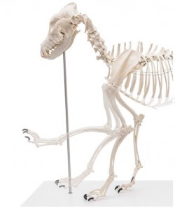 Model szkieletu psa, naturalna wielkość, sztuczny - zdjęcie nr: 1