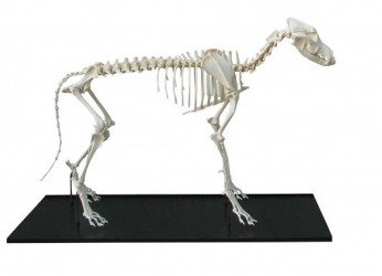 Model szkieletu dużego psa, prawdziwy - zdjęcie nr: 1